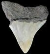 Bargain, Megalodon Tooth - North Carolina #67057-1